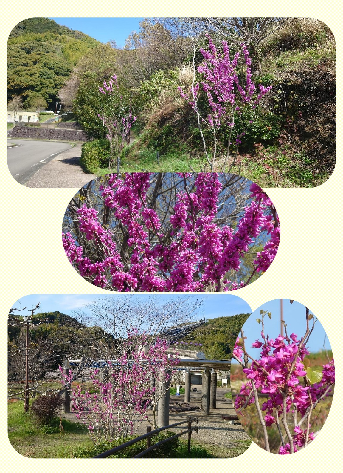 ハナズオウが鮮やかなピンク色の花を咲かせています✿ |